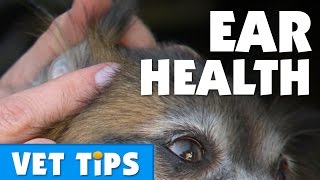 How To Care For Your Dog’s Ears  Bondi Vet [upl. by Latricia]