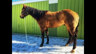 Rubble  Top Gun Horse Sale Ponoka Alberta April 13 2024 [upl. by Ahsyekat]