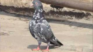 Sialkoti Pigeon From Pakistan [upl. by Nwahsad13]