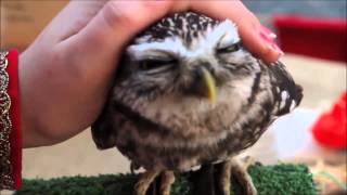 Cutest owl ever northern saw whet owl [upl. by Eibbob]