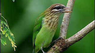 Mom and a White Cheeked Barbet [upl. by Ahsimac]