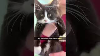 Cat Funny Videos 🐈‍⬛ trending 🐕 lifeandcats Ep 9586 [upl. by Roehm975]