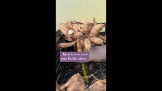 This is how to store your dahlia tubers [upl. by Nylyoj]