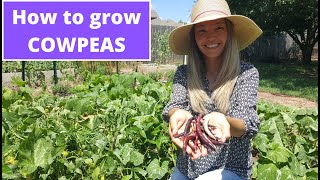 How to grow COWPEAS time lapse [upl. by Zelikow]