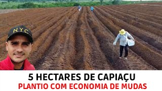 Implantação 5 hectares CAPIAÇU no PARÁ mudaspreparo de solocalagemsulcamentoadubaçãoplantio [upl. by Ayojal]