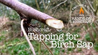 How to safely tap Silver Birch for its sap [upl. by Anyahs361]