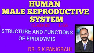 STRUCTURE AND FUNCTIONS OF EPIDIDYMIS [upl. by Starla]