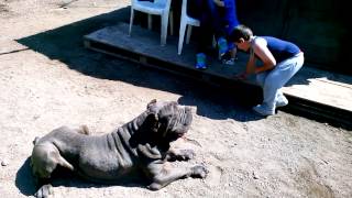 mastino napoletano MASTINI DEL VECCHIO MATTATOIO [upl. by Ramat]