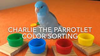 Charlie the Parrotlet Color Sorting [upl. by Crabb]