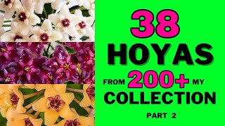 Hoya Varieties in My Collection Part 2 Hoyas 52  90 from 200 [upl. by Seraphim]