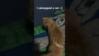 I catnapped a cat  cats nicecats [upl. by Toby]