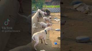 Gultair dog ytshorts dog trending [upl. by Ivanah]