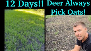 Oats Food Plot Update  Bucks 1 Fall Food Plot  Deer Cant Resist [upl. by Anaitat]