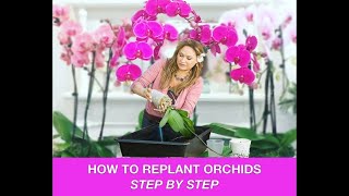 ORCHID CARE 🍃REPOTTING ORCHIDS REPLANTING ORCHIDS 🌿 Shirley Bovshow [upl. by Dowling328]