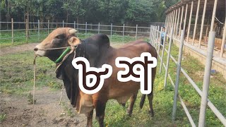 আসিতেছে ৮০০ কেজির শাহীওয়াল [upl. by Mercer]