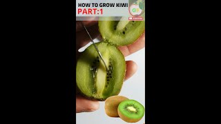 how to grow kiwi from seed part 1 [upl. by Cordula]