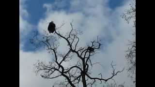 Bald Eagles on Lake Washington Seattle [upl. by Ayocat]