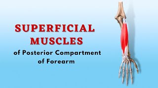 Superficial Muscles of Posterior Compartment of Forearm  Anatomy Tutorial  Doctor Speaks [upl. by Nivre]