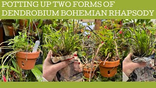 Potting up two forms of Dendrobium Bohemian Rhapsody [upl. by Theodoric]