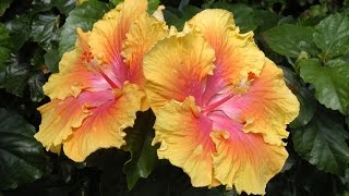 Care and Culture of Hibiscus [upl. by Juback]