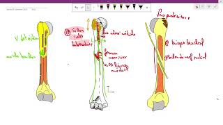 lhumérus anatomie 1ère année médecine cours 5 سنة اولى طب [upl. by Durnan]