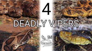 4 deadly vipers venomous snakes snakebite Terciopelo Puff adder Carpet viper Russells viper [upl. by Nyrual]