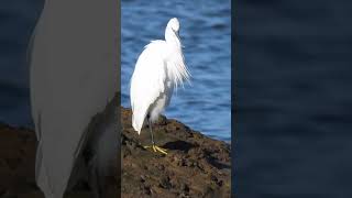 Little Egret Brancaster Staithe shorts [upl. by Anerul]