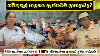 ගම්කුකුල් පාලනය ඇත්තටම ලාභදායිද 🐓 Profitably Poultry Farming 🐔🐓 livestock farming poultry [upl. by Odracer273]