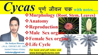 Cycas Life Cyclemorphology anatomy reproduction bscbotany 1stsemesterexam gymnosperms botany [upl. by Petrie]