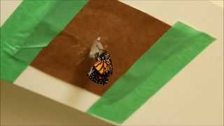 How to Raise Monarch Butterflies [upl. by Tansey]