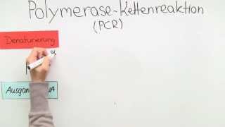 PCR  Methode  Biologie  Genetik [upl. by Pul]