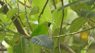 Blue winged leafbird Nilgiris District [upl. by Marinelli]