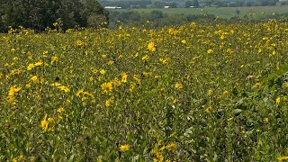 Silphiums for Wildlife [upl. by Dallis634]