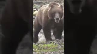 Encuentro con Un OSO GRIZZLY shorts supervivencia tutorial [upl. by Soloma]