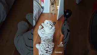 Funny dogs TikTok 33 compilation funny dogs dog pet tiktok shorts short animals viral [upl. by Mandych794]