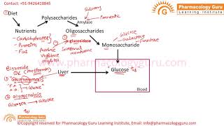 Drugs used in type 2 diabetes mellitus [upl. by Agosto]