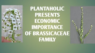 Economic Importance of Brassicaceae Family [upl. by Ellierim242]