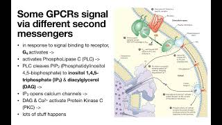 GProtein Coupled Receptors βadrenergic etc [upl. by Booma]