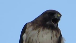 Redtailed hawk Screaming Buteo jamaicensis [upl. by Kcirdot]