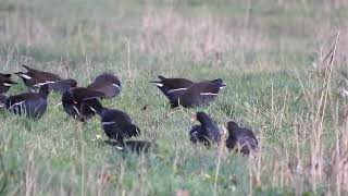 Waterhoen  Moorhen Teichhuhn [upl. by Ethe]