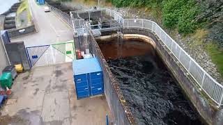 Pitlochry hydro dam and salmon ladder [upl. by Imefulo]