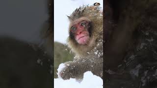 Discover the behavior of Japanese macaques playing snowballs [upl. by Akinnej]