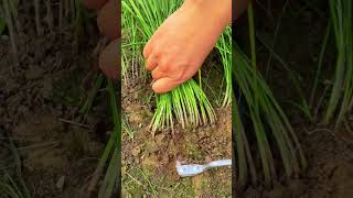 Cut leekspickingfruitvegetablerural lifegardenfarmingHarvestagriculturesatisfying [upl. by Hollister]