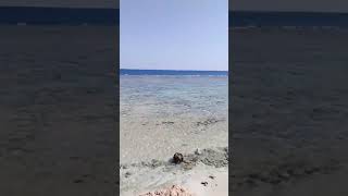 Пляж отеля Wadi Lahmy Azur Resort part 5 😅🌊🏝️⛱️ Marsa Alam Egypt Оксанау2ь2ю [upl. by Aurilia]