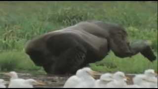 Honey Badger Narrates Uganda The Crazy Grey Crowned Crane amp Stunning Silverback Gorilla [upl. by Milla126]