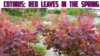 Cotinus  Smoke Tree Care  Red Leaves Bush In Spring [upl. by Sallad741]