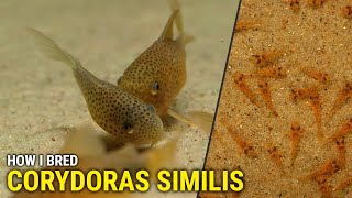 How I Bred Corydoras Similis at Home [upl. by Elamor]