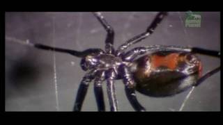 The Redback Spider 2 HD [upl. by Cristine]