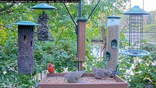 Molting Male Cardinal Alights On Cornell Feeders – Oct 3 2022 [upl. by Macintyre]