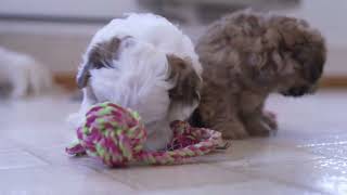 Robert Millers Shih Poo Puppies [upl. by Frantz424]